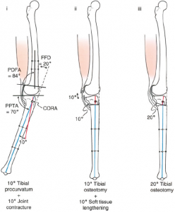 Canine CCL Repair (CBLO) – Biomechanical Environments Laboratories